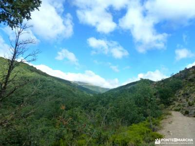 Hayedo Montejo-Cuerda Pinilla; viajes en noviembre rutas pedriza senderismo cercedilla